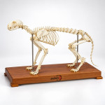 Cat Skeleton Model